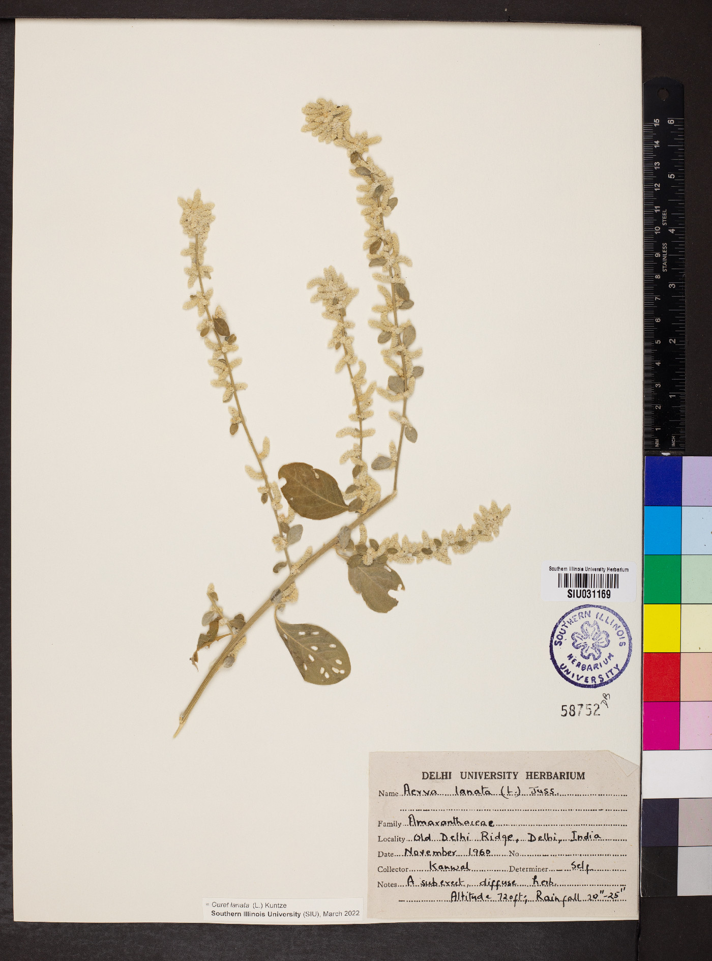 Amaranthoideae image
