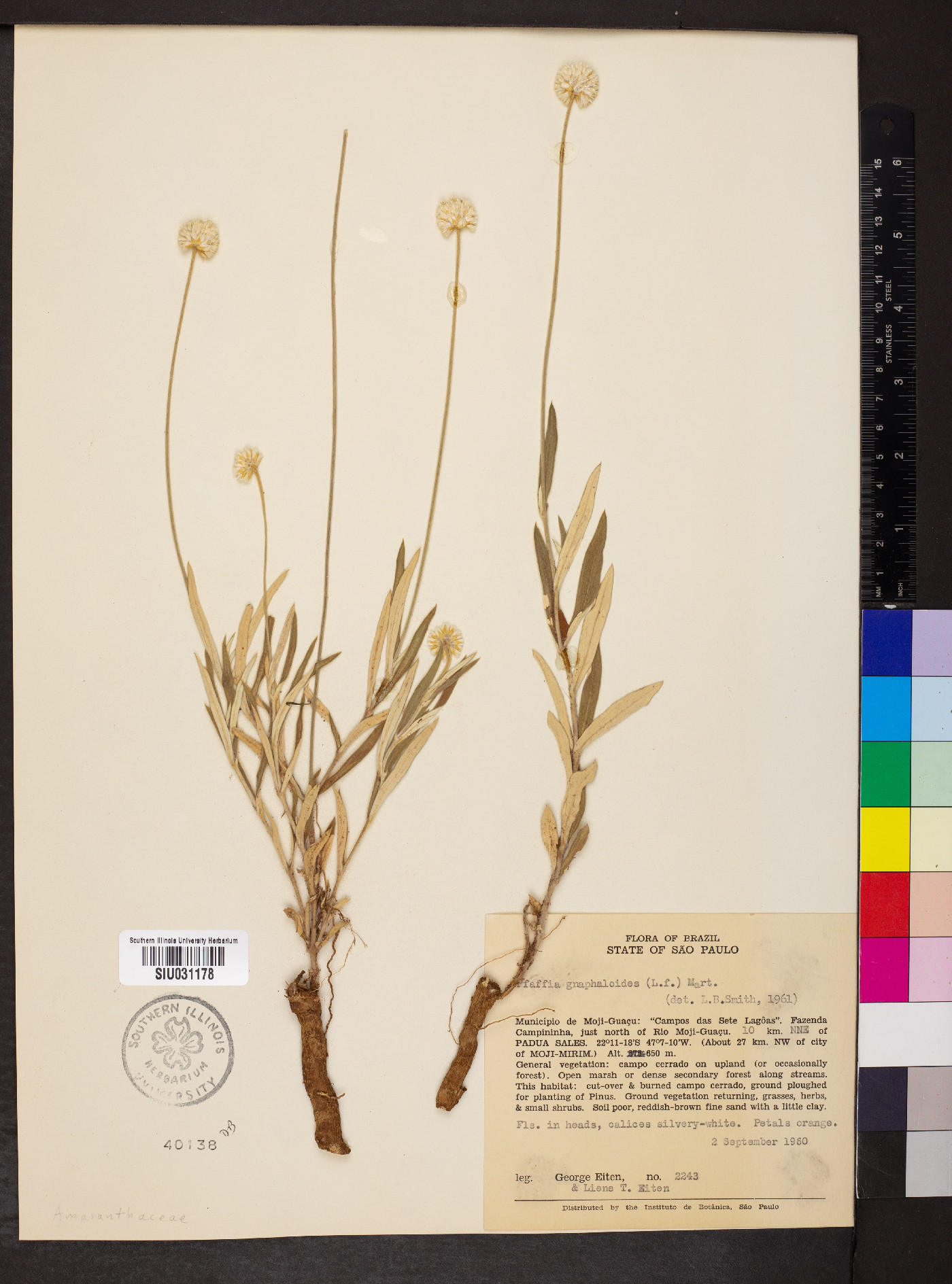 Pfaffia gnaphaloides image
