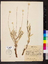 Pfaffia gnaphaloides image