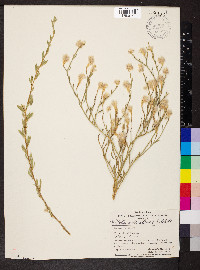 Media resource of Ptilotus arthrolasius