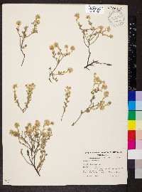 Ptilotus astrolasius image
