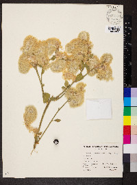 Ptilotus auriculifolius image