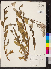 Ptilotus exaltatus image