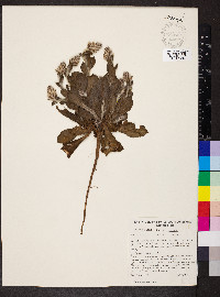 Ptilotus exaltatus image