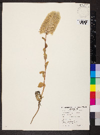 Ptilotus exaltatus image