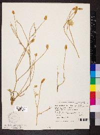Ptilotus gaudichaudii image