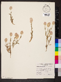 Ptilotus helipteroides image