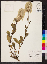 Ptilotus nobilis image