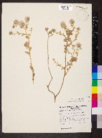 Ptilotus obovatus image