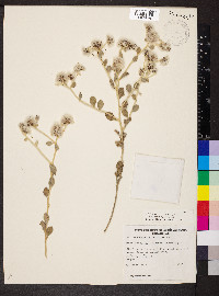 Ptilotus obovatus image