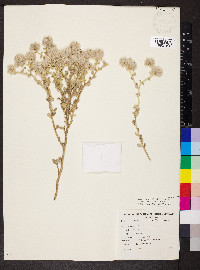 Ptilotus obovatus image