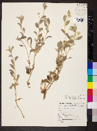 Ptilotus obovatus image