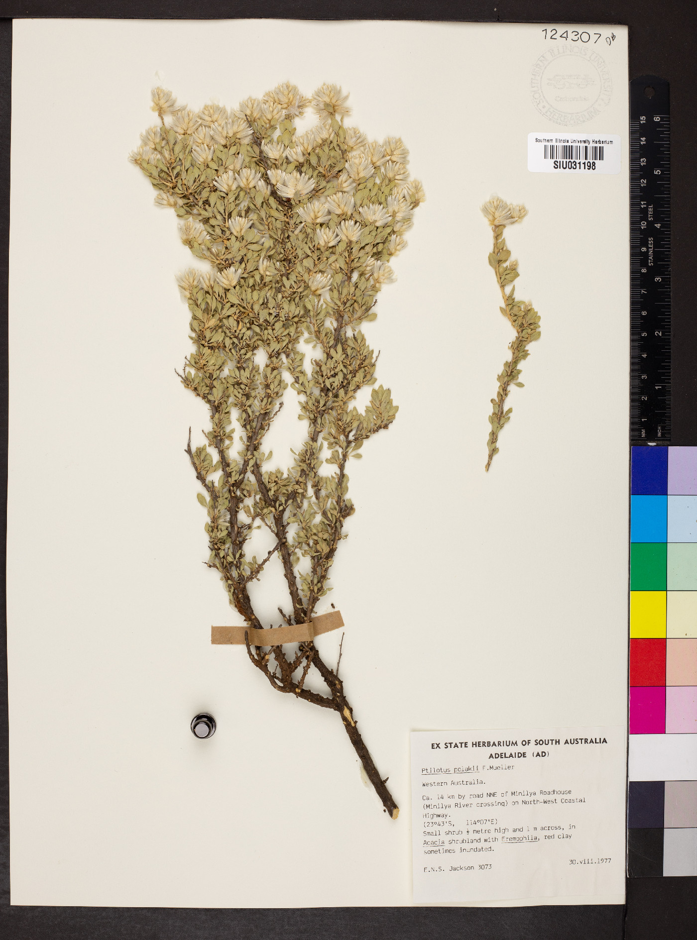 Ptilotus polakii image