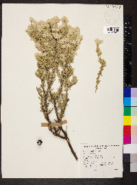 Media resource of Ptilotus polakii