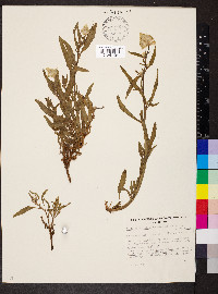Ptilotus polystachyus image