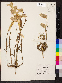 Ptilotus polystachyus image