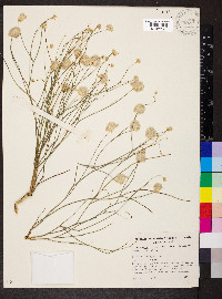 Ptilotus schwartzii image