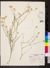 Ptilotus schwartzii image