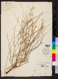 Ptilotus schwartzii image