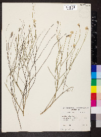 Ptilotus schwartzii image