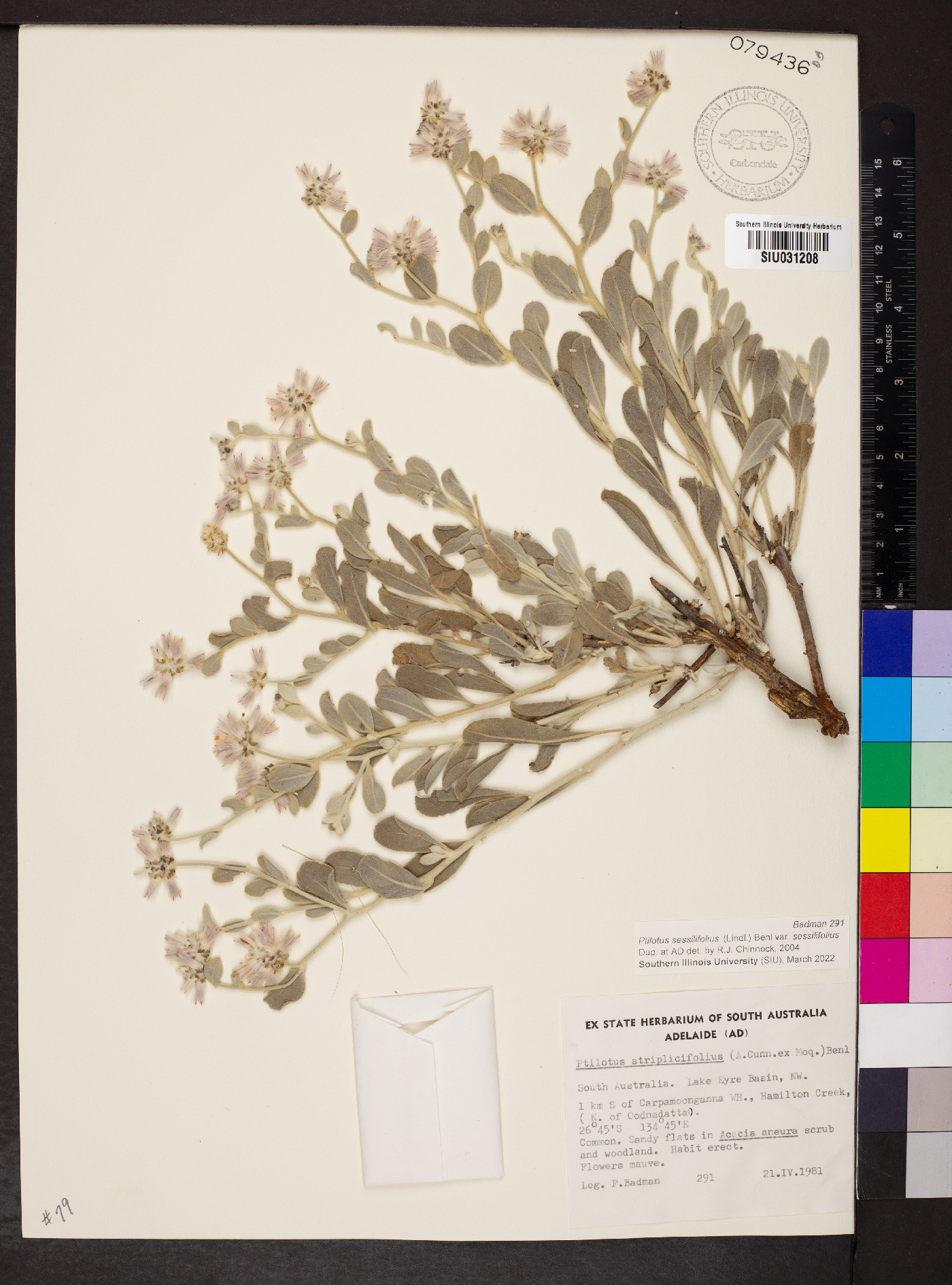 Ptilotus sessilifolius image