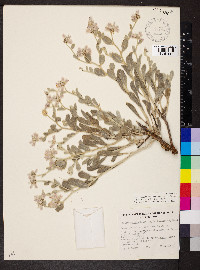 Ptilotus sessilifolius image