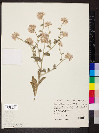 Ptilotus sessilifolius image