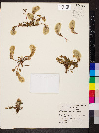 Ptilotus spathulatus image