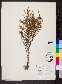 Salicornia europaea image