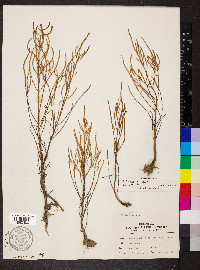 Salicornia europaea image