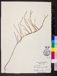 Salicornia europaea image