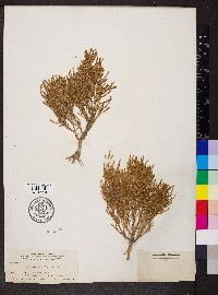 Salicornia rubra image