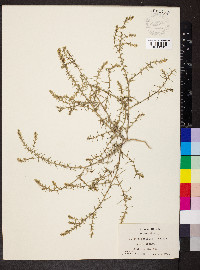 Salsola kali image
