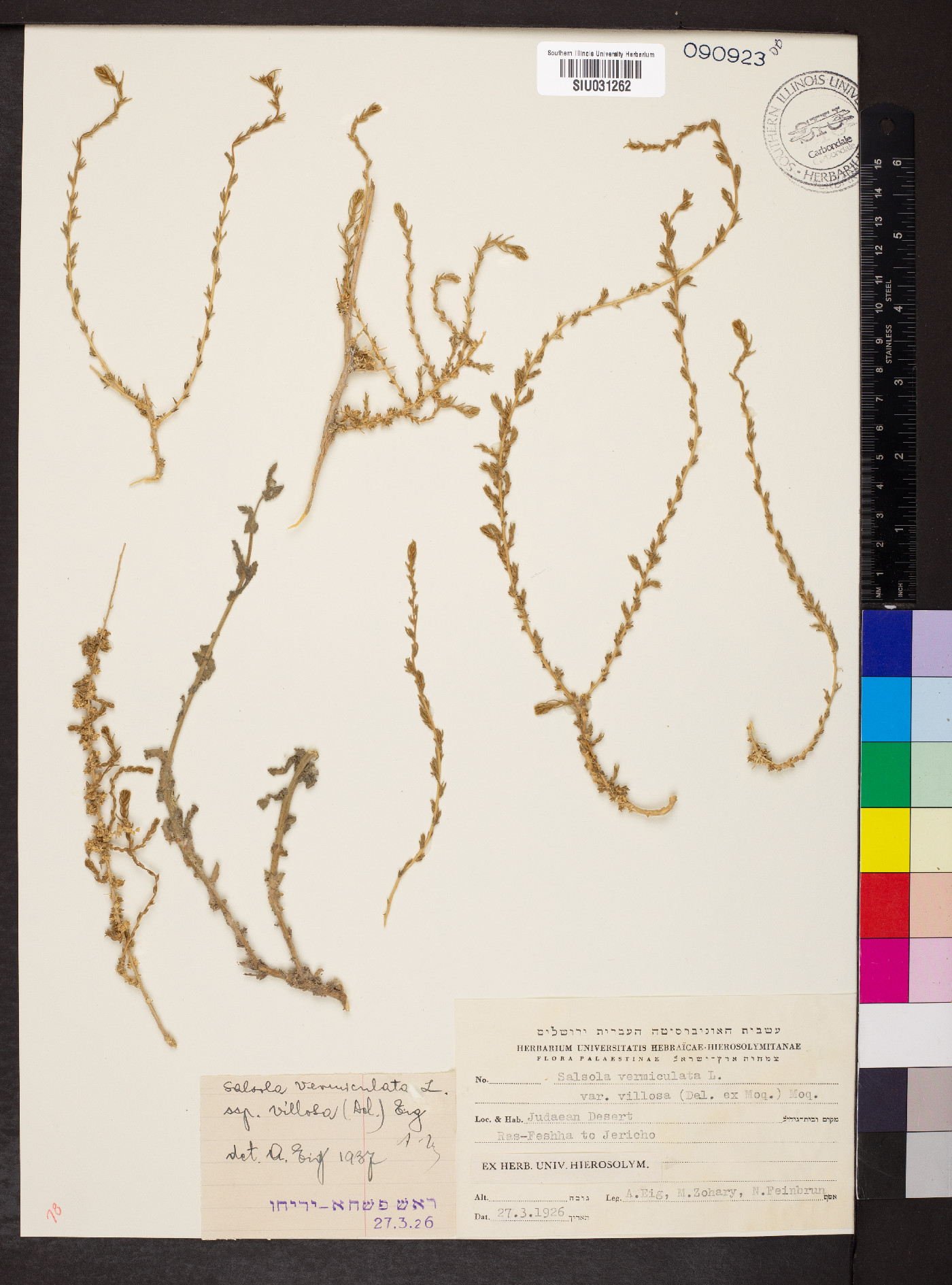Salsola vermiculata image