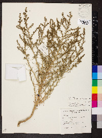 Salsola tragus image