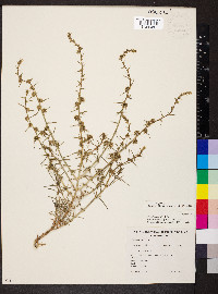 Salsola tragus image