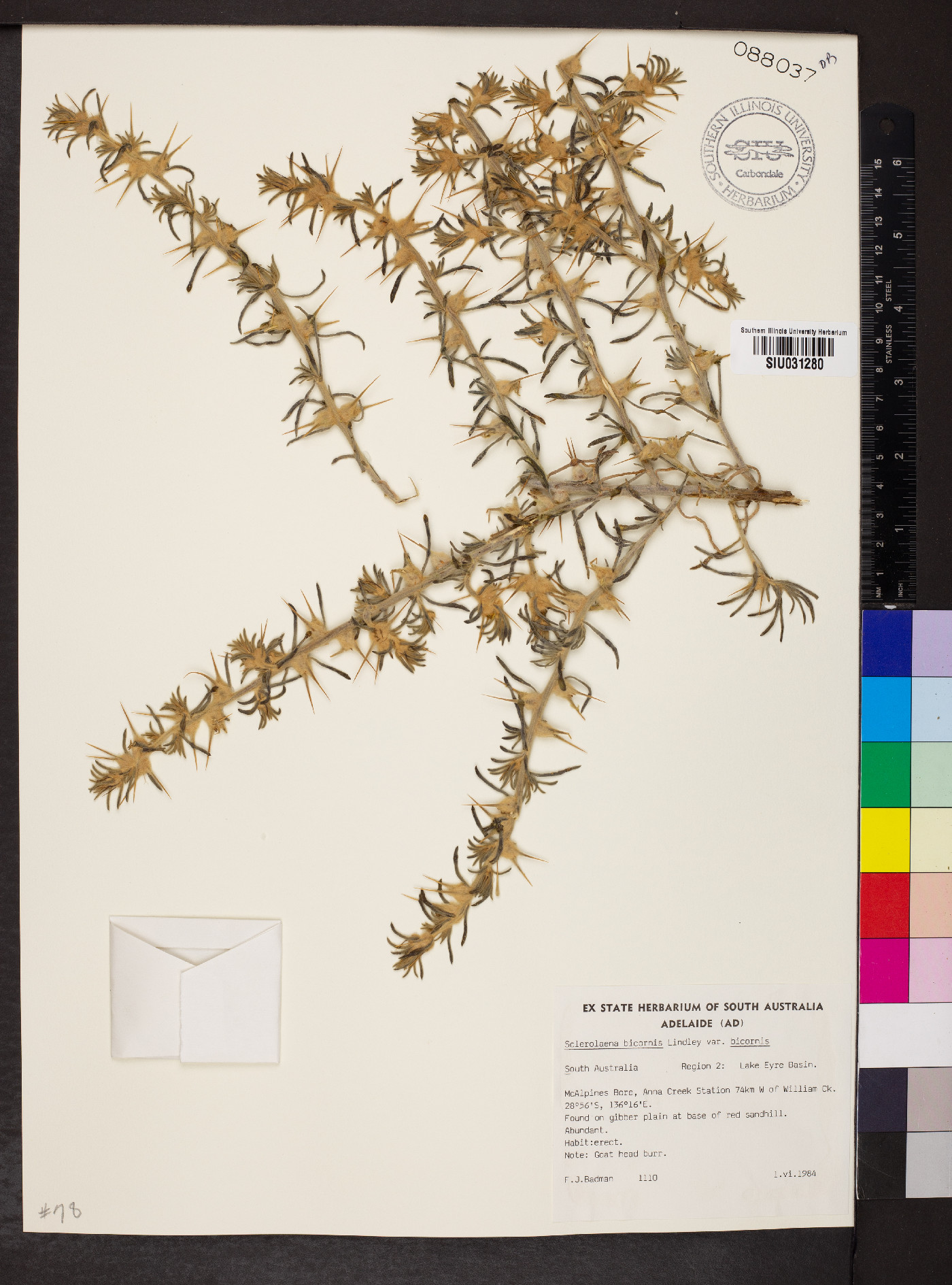 Sclerolaena bicornis image