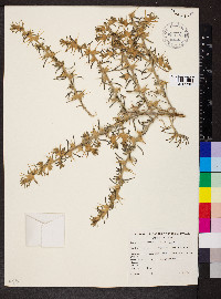 Sclerolaena bicornis image