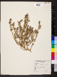 Sclerolaena cuneata image