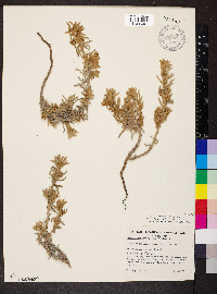 Sclerolaena diacantha image
