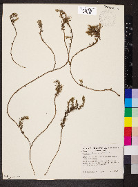 Sclerolaena diacantha image