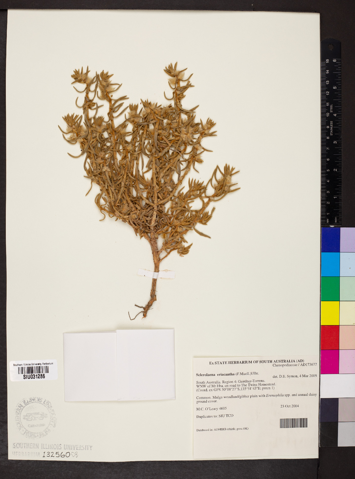 Sclerolaena eriacantha image