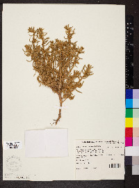 Sclerolaena eriacantha image