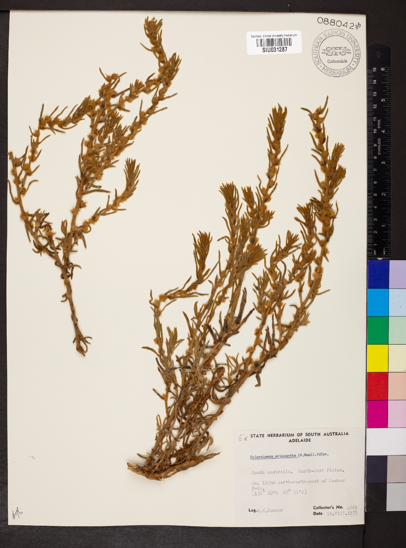 Sclerolaena eriacantha image