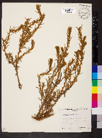 Sclerolaena eriacantha image