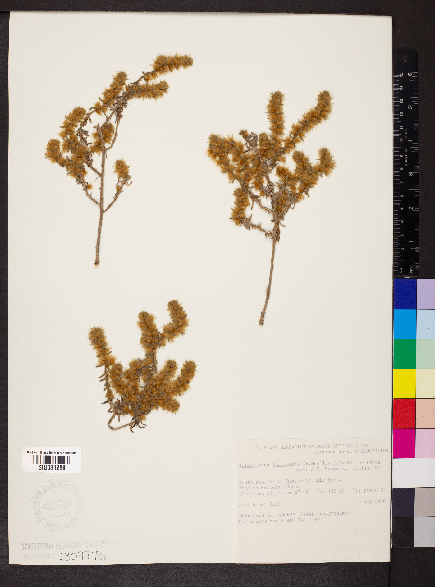 Sclerolaena lanicuspis image