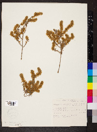 Sclerolaena lanicuspis image