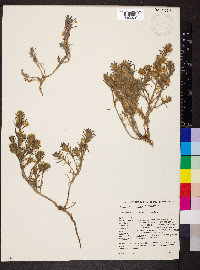 Sclerolaena lanicuspis image