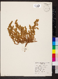Sclerolaena patenticuspis image
