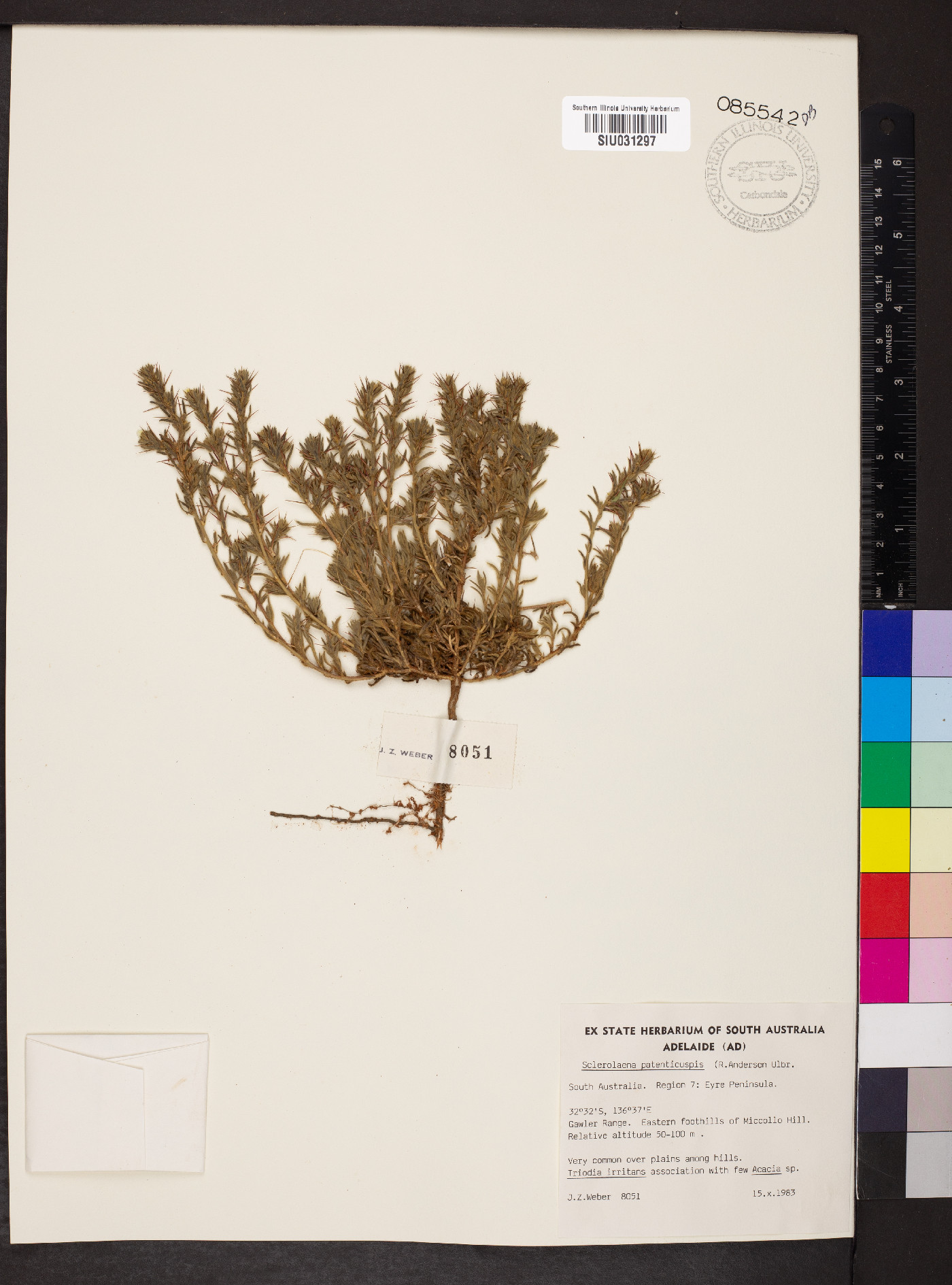 Sclerolaena patenticuspis image